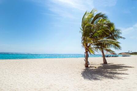 A picture of a sunny beach with flowing palm trees.